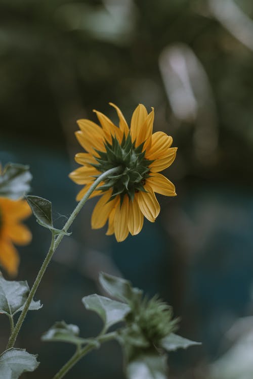 有关向日葵, 垂直拍摄, 增长的免费素材图片