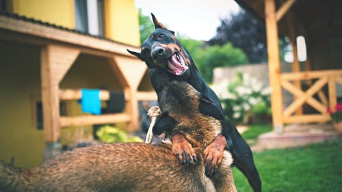 成人黑和锈杜宾杜宾犬选择性聚焦摄影 · 免费素材图片