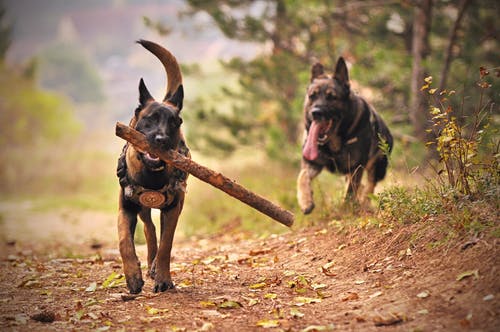 两名成年的黑褐色德国牧羊犬在地面上奔跑 · 免费素材图片