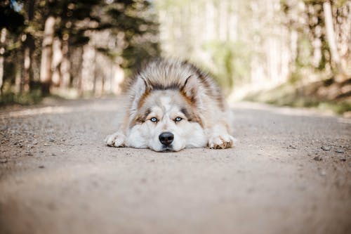 有关休息, 伴侣, 公园的免费素材图片