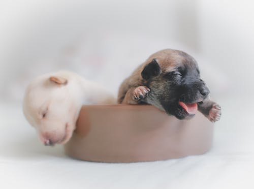 两只小狗，睡在棕色containe的特写镜头 · 免费素材图片