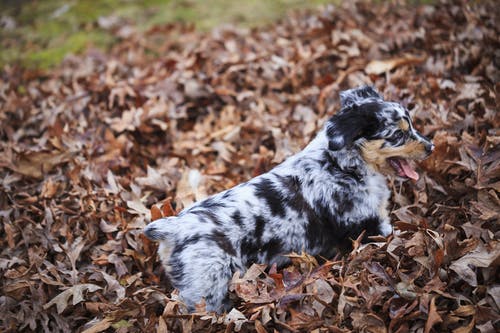 澳大利亚牧羊犬幼犬在干树叶上 · 免费素材图片