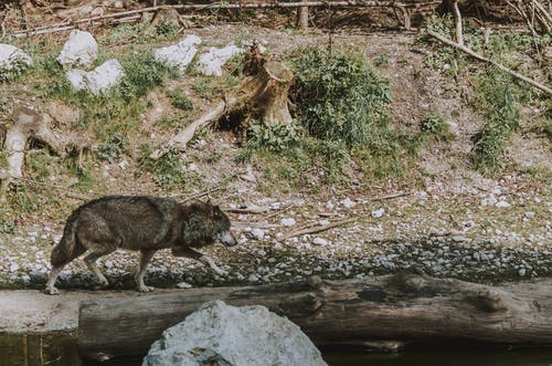 狼在河附近的照片 · 免费素材图片