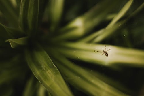 棕色蜘蛛的选择性聚焦摄影 · 免费素材图片