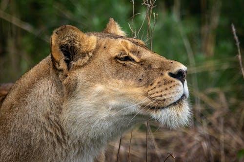有关动物, 动物摄影, 南非的免费素材图片