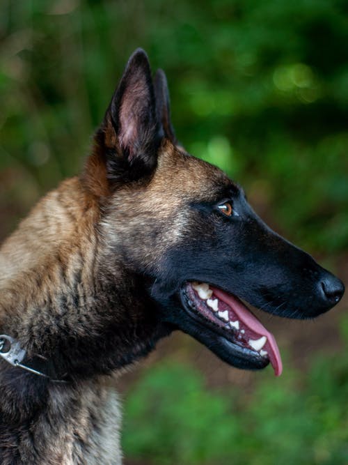 有关伸出舌头, 侧面图, 动物的免费素材图片