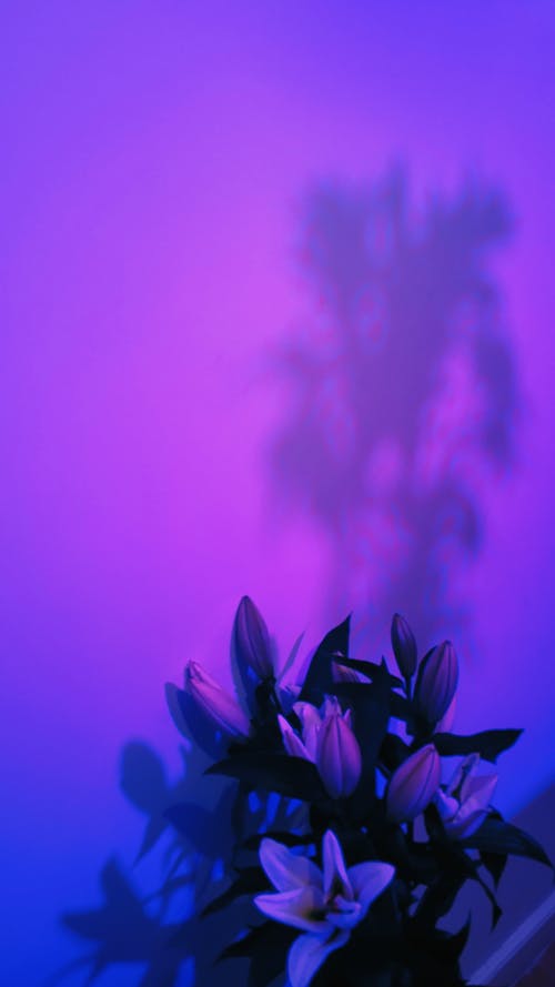明亮盛开的百合花，紫罗兰色墙壁附近有阴影 · 免费素材图片