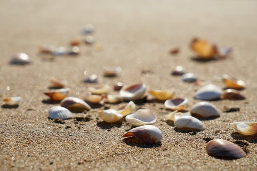 贝壳在沙滩上的选择性聚焦摄影 · 免费素材图片