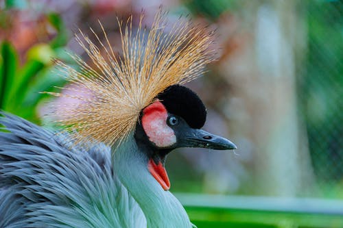 灰冠鹤的选择性聚焦照片 · 免费素材图片