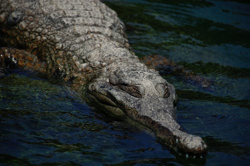 鳄鱼在水面上的特写照片 · 免费素材图片