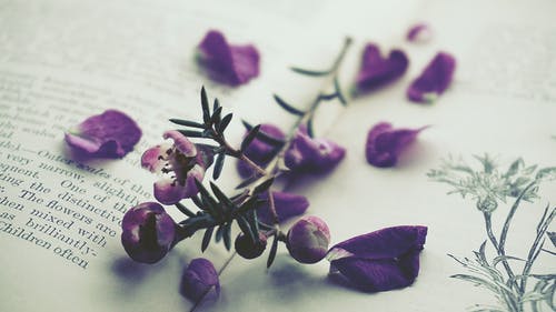 紫花瓣上已打开的书 · 免费素材图片