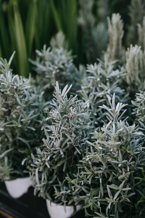 绿色的植物，在关闭了摄影 · 免费素材图片