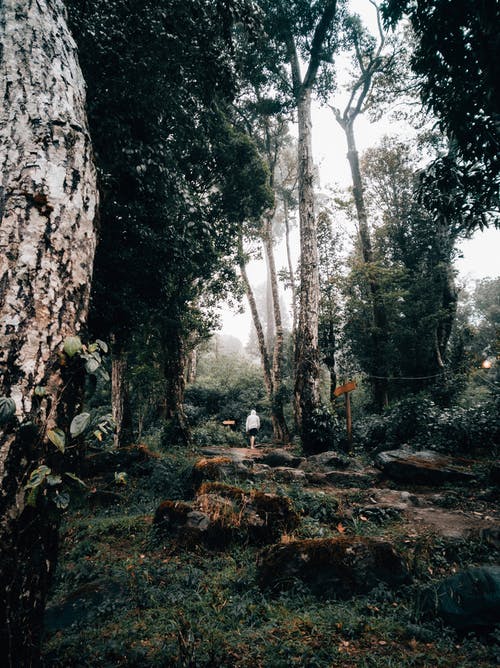 绿草地上的棕色树干 · 免费素材图片