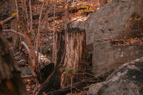 残破的树原木上覆盖着落叶的地面上的石头 · 免费素材图片