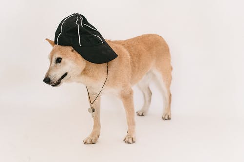 戴帽的滑稽可爱柴犬 · 免费素材图片