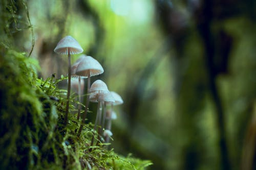 蘑菇浅焦点摄影 · 免费素材图片