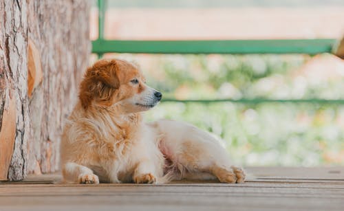 成人白和谭斯皮茨躺在木地板上 · 免费素材图片