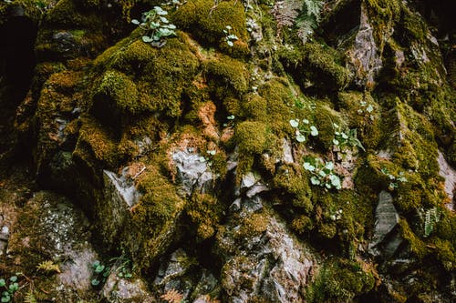 有关天性, 山岩, 生苔的的免费素材图片