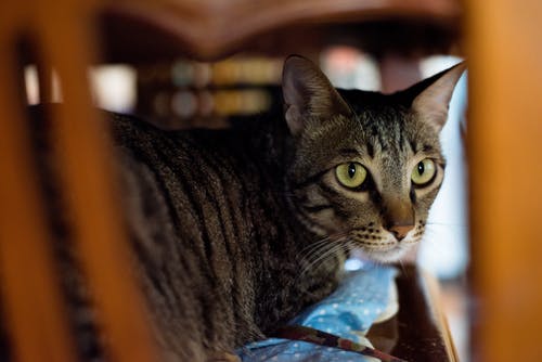 灰色和黑色的虎斑猫的特写摄影 · 免费素材图片