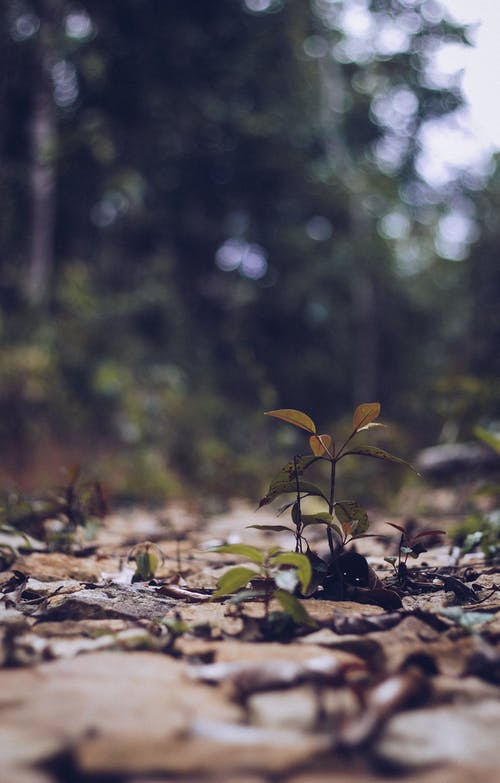 树木旁的绿色植物 · 免费素材图片