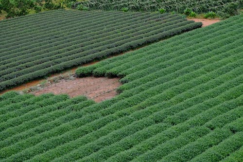 有关农业领域, 林场, 无人空拍机的免费素材图片
