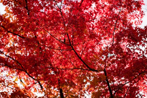 红叶树 · 免费素材图片