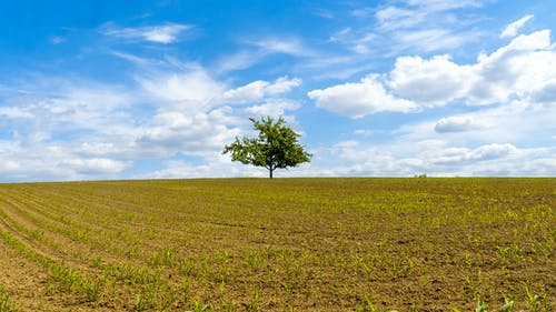 有关天性, 户外, 树的免费素材图片