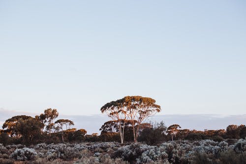 有关Copyspace, 佩服, 公园的免费素材图片