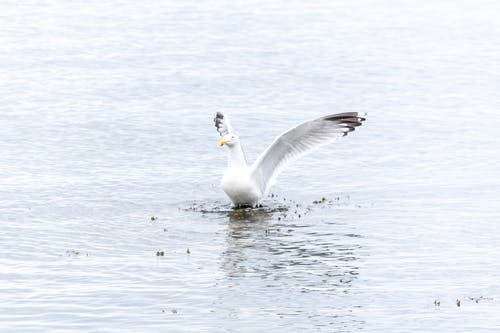 有关larus argentatus, 动物学, 动物的免费素材图片