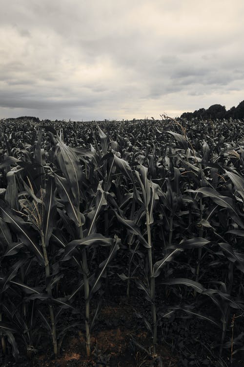 有关垂直拍摄, 增长, 天性的免费素材图片