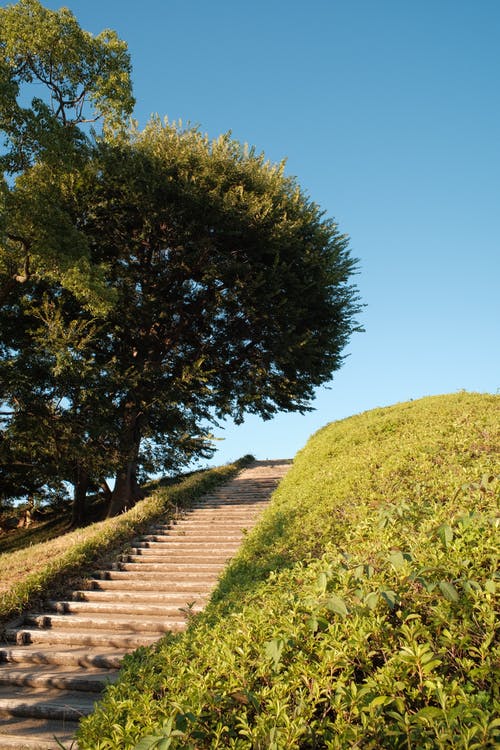 有关公园, 垂直拍摄, 树的免费素材图片