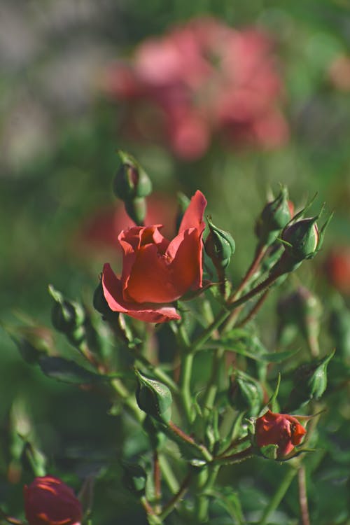 红玫瑰的选择性聚焦摄影 · 免费素材图片