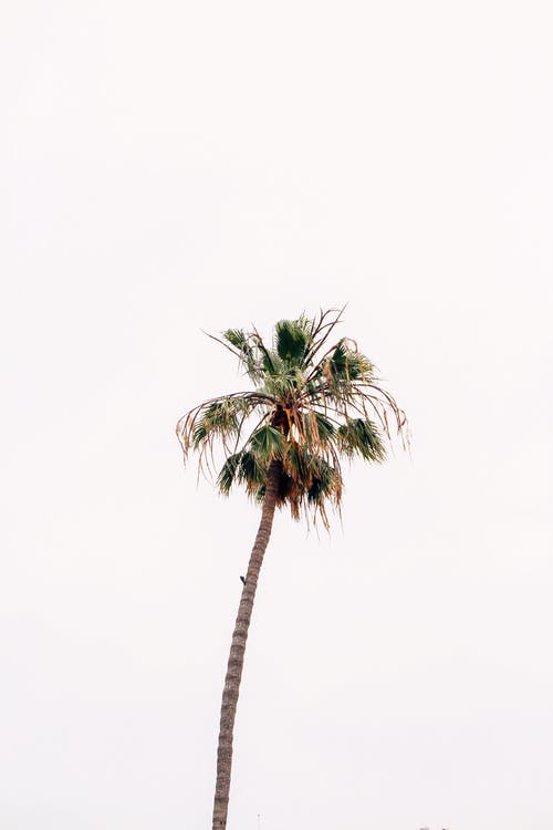 椰子树的选择性聚焦摄影 · 免费素材图片