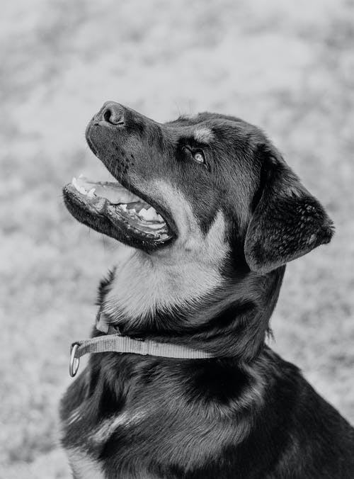 有关動物, 動物攝影, 哺乳動物的免费素材图片