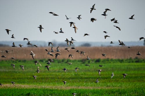 一群鸟在草地下飞行的照片 · 免费素材图片