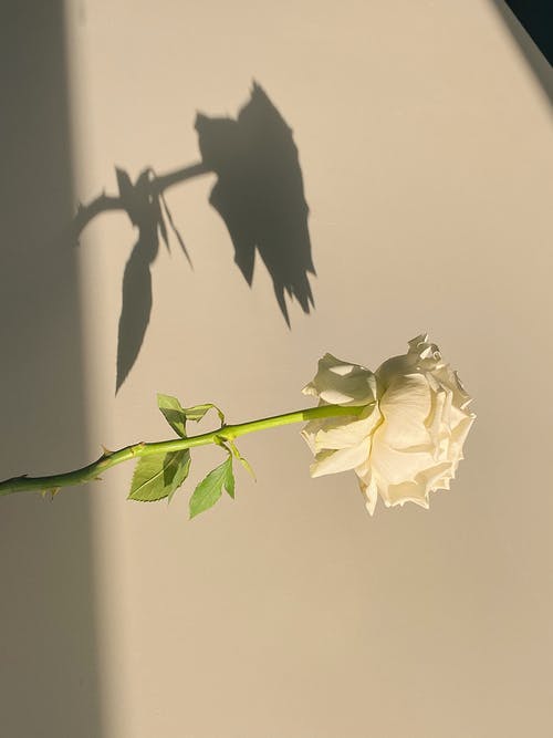 有关光, 分公司, 創作的的免费素材图片