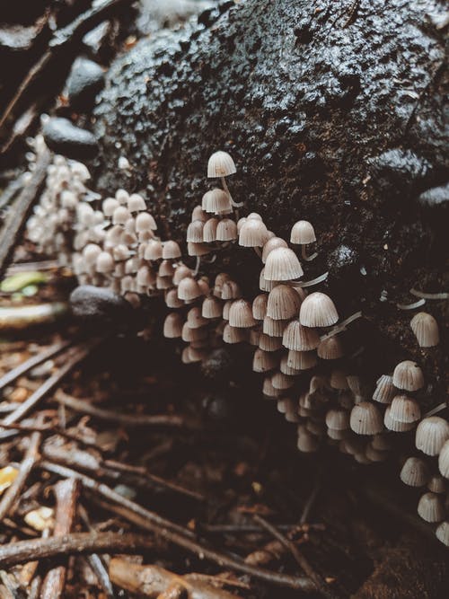 日志上的棕色蘑菇 · 免费素材图片