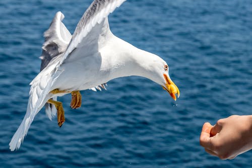 人喂海鸥的特写照片 · 免费素材图片