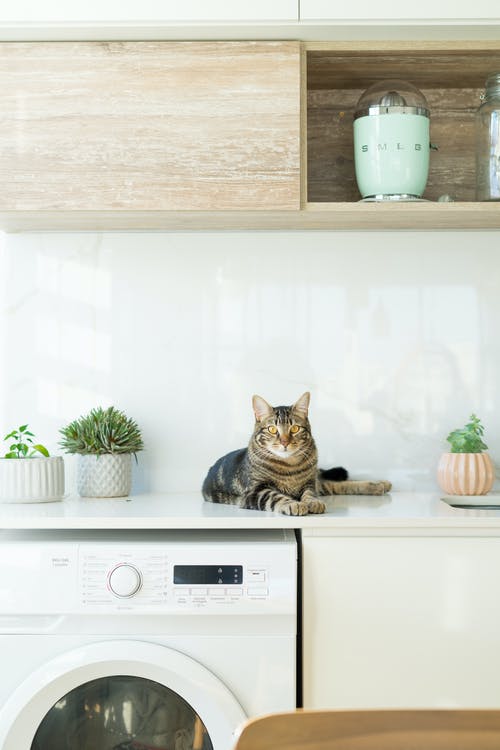 有关家猫, 厨房, 房屋内部的免费素材图片