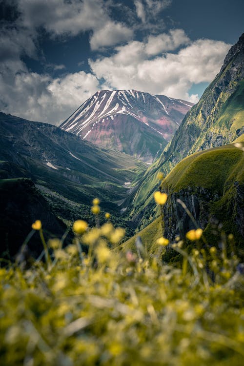 横跨布朗山的黄色花田 · 免费素材图片