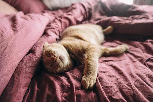 橙色的虎斑猫在床上 · 免费素材图片