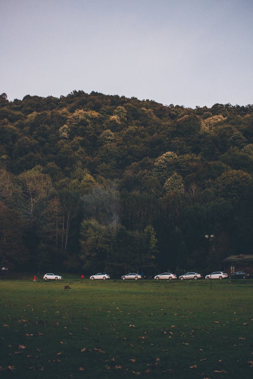 停在高大的树木附近的汽车照片 · 免费素材图片