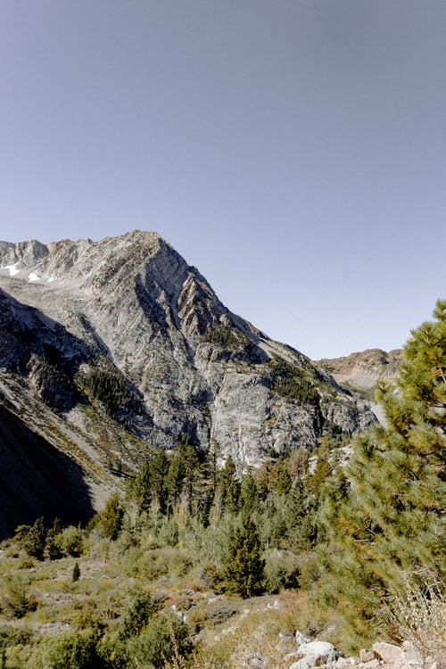 松树和灰山 · 免费素材图片