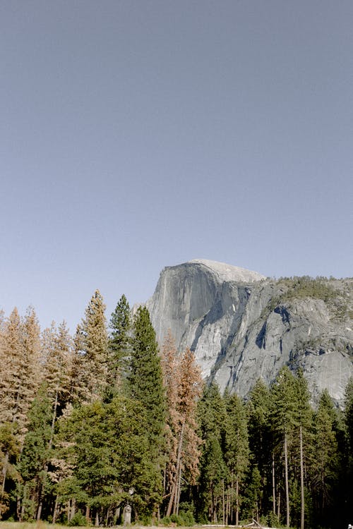 绿树 · 免费素材图片