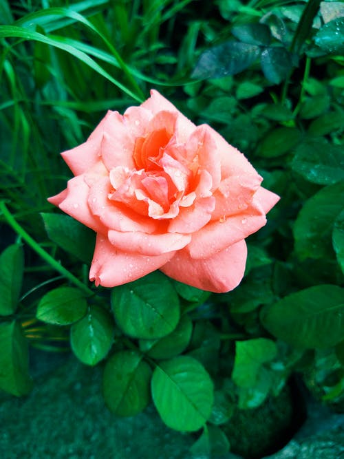 粉红玫瑰花朵绽放 · 免费素材图片