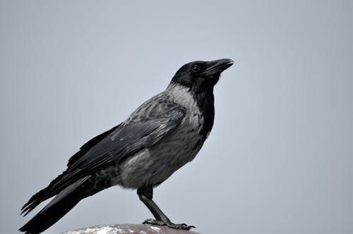 黑与灰鸟 · 免费素材图片