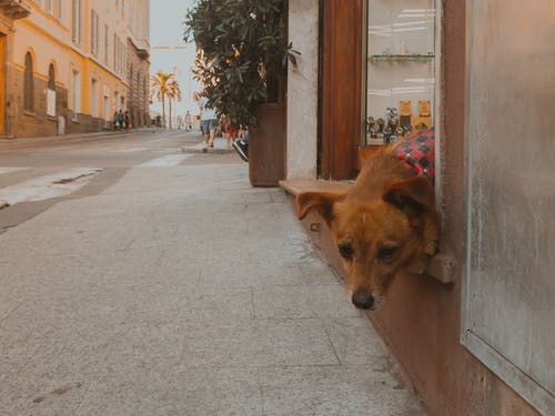 在人行道上的棕色狗 · 免费素材图片