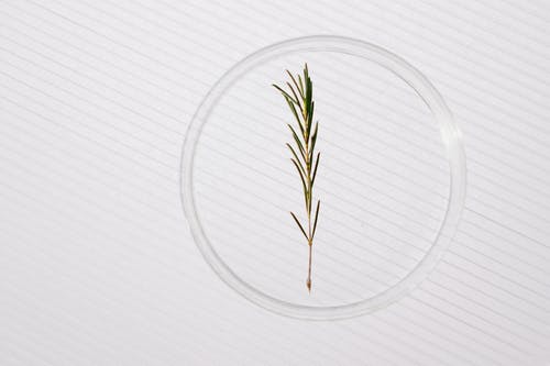 有关Copyspace, 化学, 培养皿的免费素材图片