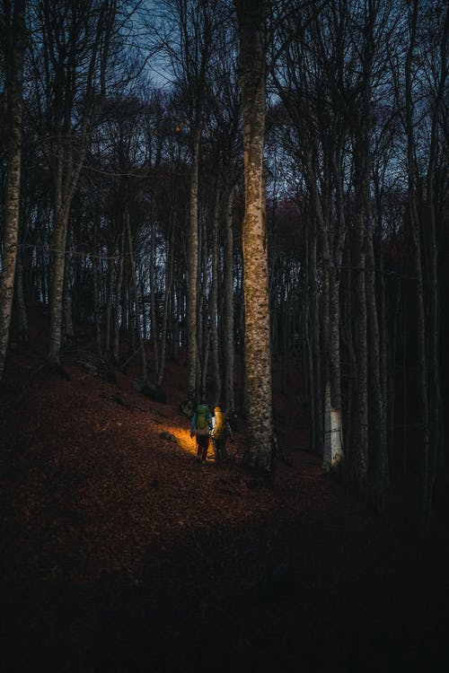 有关手电筒, 晚上, 森林的免费素材图片