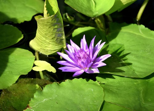 花在水面上 · 免费素材图片